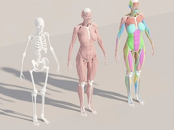 3d人体模型下载