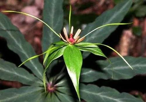 七叶一枝花功能主治