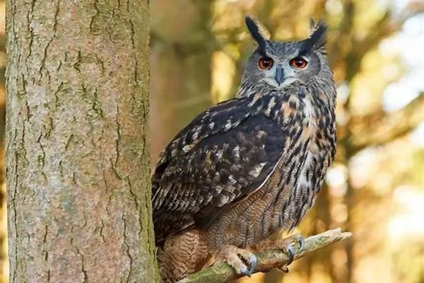 费伍德森林猫头鹰-森林猫头鹰智慧象征