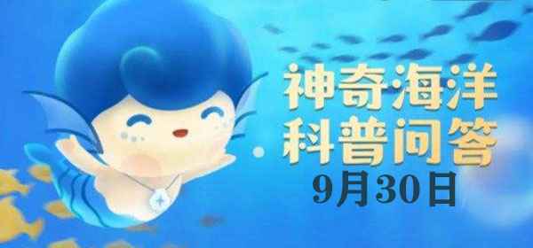 天竺鲷：海洋中的“育儿专家”