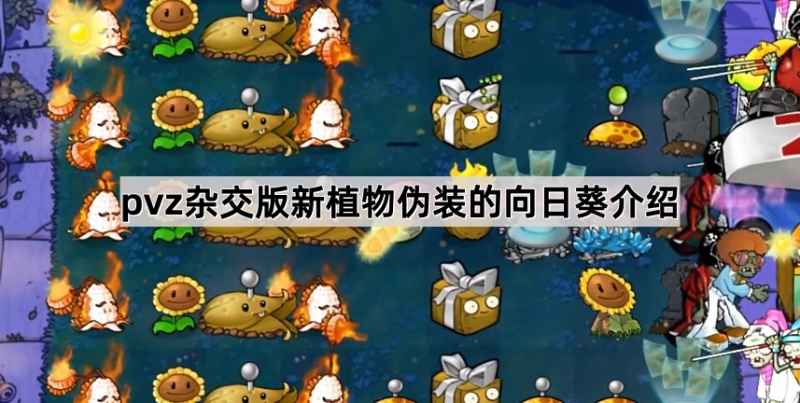 伪装向日葵的强大之处：高性价比的阳光生产者