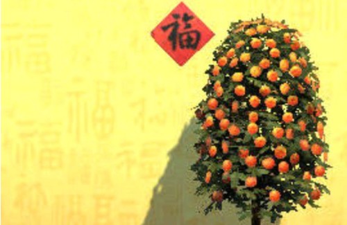 明日之后墙纸回收与观赏鱼养殖全攻略：打造完美家园的实用技巧