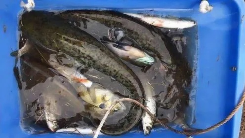 刺须鲶鱼到底该怎么钓才新鲜？
