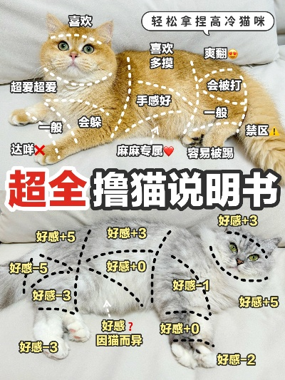 征服心机喵的终极秘籍,从高冷到粘人的科学攻略