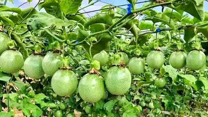 新手小白如何在家种出香甜多汁的百香果？
